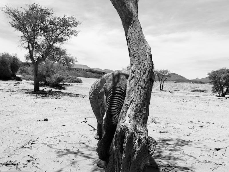 Paolo Pellegrin, Etosha National Park, Namibia, 2022, © Paolo Pellegrin / Magnum Photos